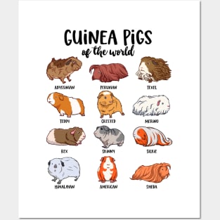 Guinea pigs of the world - Various kawaii guinea pigs Posters and Art